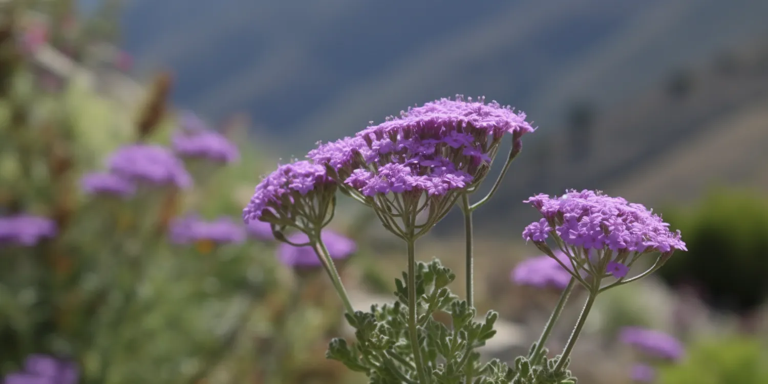 Zakładanie ogrodu Szczecin