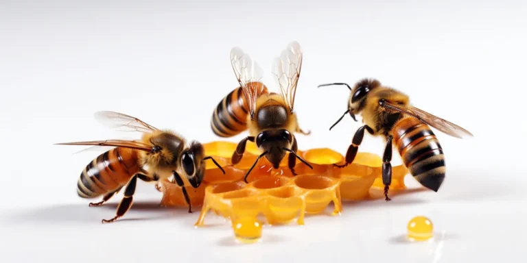 Miód lipowy czy akacjowy?